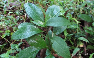 Nilgirianthus ciliatus leaf7.jpg